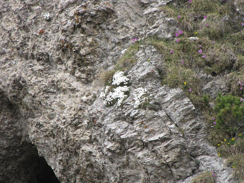 Saxifraga tombeanensis / Sassifraga del Monte Tombea